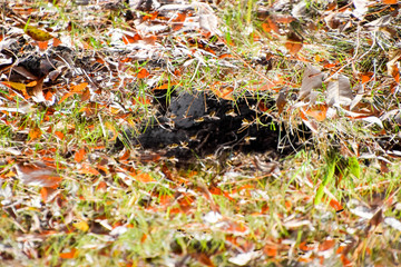 Wasps fly into their nest. Mink with an aspen nest. Underground