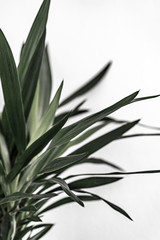 green leaves isolated on white wall