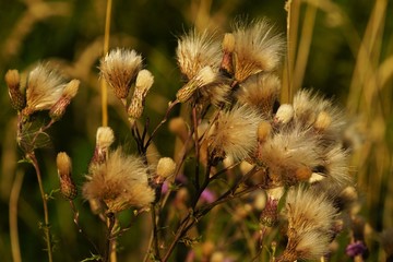 Common donkey thistle, Onopordum acanthium, in a meadow in August 