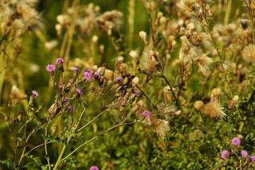 Common donkey thistle, Onopordum acanthium, in a meadow in August 