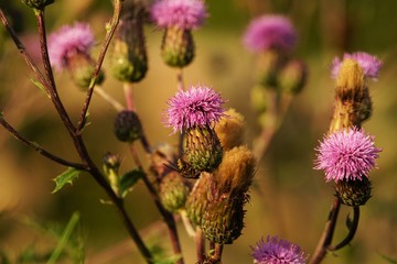 Common donkey thistle, Onopordum acanthium, in a meadow in August 