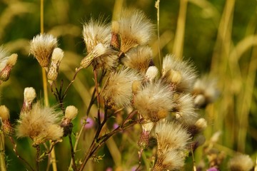 Common donkey thistle, Onopordum acanthium, in a meadow in August 