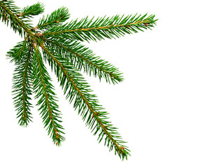 Fir tree branch isolated on white background. Pine branch.