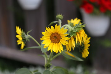 Beautiful bright colored sunflowers and green plants