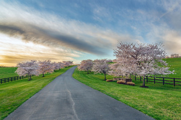 Cherry Tree Lined Drive