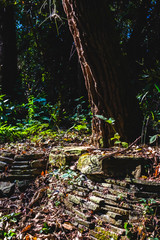 The tree and human architecture 