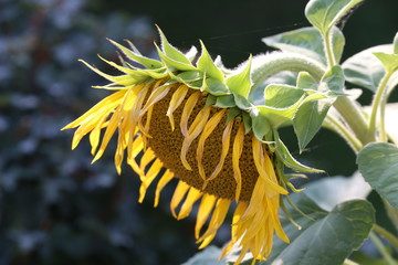 Beautiful bright colored sunflowers and green plants