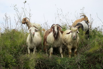 Fototapeta premium sheep on a pasture