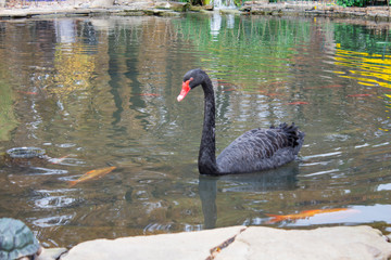 Beautiful black swan water lake. Black swan in the pond.