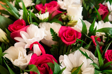 Rose flower. Flower in garden at sunny summer or spring day. Flower for postcard beauty decoration and agriculture concept design.