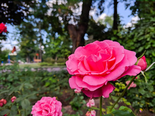 Pink roses in green leaves. Blooming roses in garden. Beautiful pink flowers on blurred background. Copy space