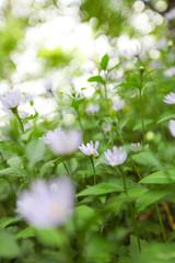 Flowers in the Forest
