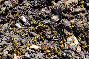 Destroyed hornet's nest. Drawn on the surface of a honeycomb hor