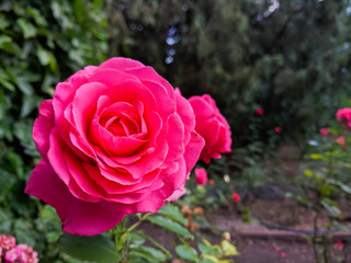 Pink roses in green leaves. Blooming roses in garden. Beautiful pink flowers on blurred background. Copy space