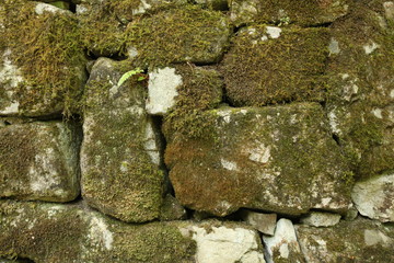 moss on wall