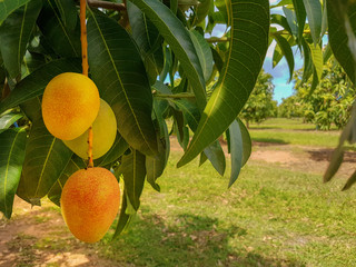 Mango fruit close-up on a branch in  orchard