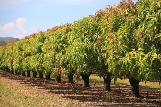 Mango trees on farm. Orchard, fruit trees