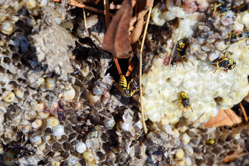 Destroyed hornet's nest. Drawn on the surface of a honeycomb hornet's nest. Larvae and pupae of wasps. Vespula vulgaris