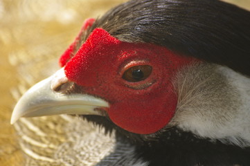 꿩. 장끼. 조류.