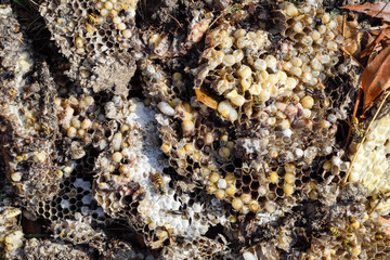 Destroyed hornet's nest. Drawn on the surface of a honeycomb hornet's nest. Larvae and pupae of wasps. Vespula vulgaris