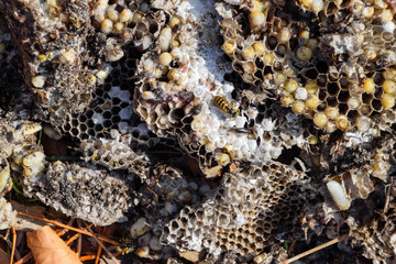Destroyed hornet's nest. Drawn on the surface of a honeycomb hornet's nest. Larvae and pupae of wasps. Vespula vulgaris