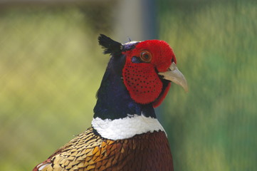 꿩. 장끼. 조류.