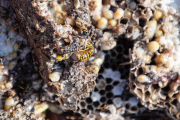 Destroyed hornet's nest. Drawn on the surface of a honeycomb hornet's nest. Larvae and pupae of wasps. Vespula vulgaris