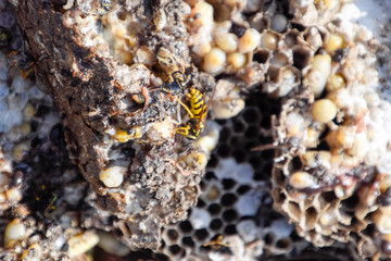 Destroyed hornet's nest. Drawn on the surface of a honeycomb hornet's nest. Larvae and pupae of wasps. Vespula vulgaris