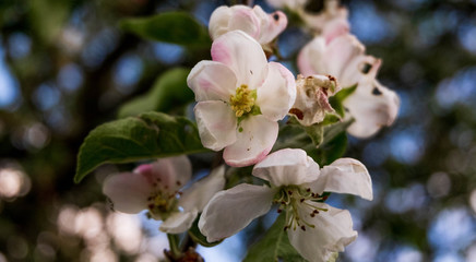 Apfelblüte