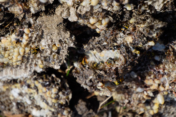 Destroyed hornet's nest. Drawn on the surface of a honeycomb hornet's nest. Larvae and pupae of wasps. Vespula vulgaris