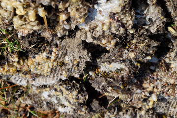 Destroyed hornet's nest. Drawn on the surface of a honeycomb hornet's nest. Larvae and pupae of wasps. Vespula vulgaris