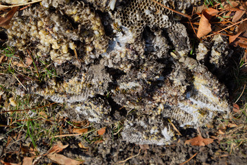 Destroyed hornet's nest. Drawn on the surface of a honeycomb hornet's nest. Larvae and pupae of wasps. Vespula vulgaris