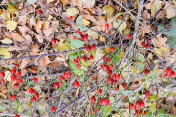 Hips bush with ripe berries. Berries of a dogrose on a bush. Fruits of wild roses. Thorny dogrose. Red rose hips.