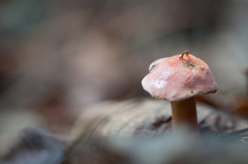 bokeh de seta otoñal en el bosque