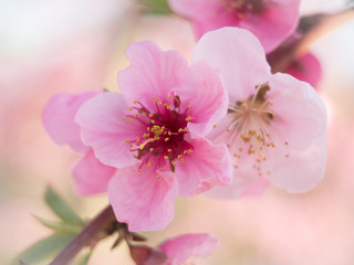 Obraz na płótnie Canvas flores rosaceas de arboles melocotoneros en flor