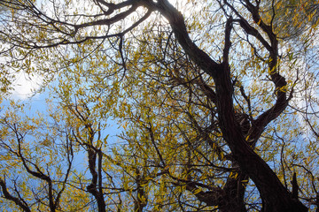 branches of willow against the sky. Yellow leaves.