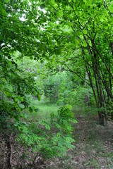 Fototapeta premium las ogród