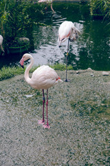 Pink flamingos on a lake in a zoo