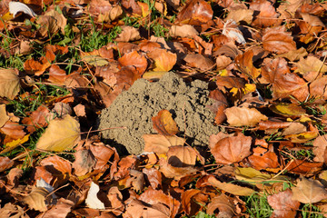 mound of earth from the burrow of a mole. A trace of a mole on t