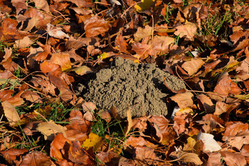 mound of earth from the burrow of a mole. A trace of a mole on t
