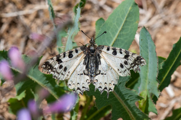 butterfly on leaf