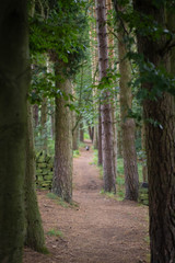 Ominous path through the woods