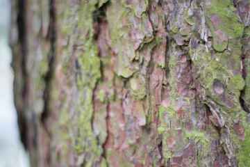 Bark of a coniferous tree