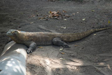 Komodo Dragon Varanus komodoensis Resting Lying Down on Gravel Lizard Reptile