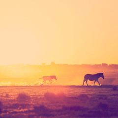 Fototapeta premium Zebra Family Sunset