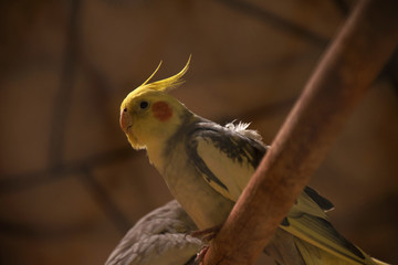 The Cockatiel