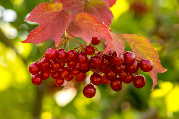 Twigs with red viburnum berries with  red and yellow leaves in the autumn garden, close up