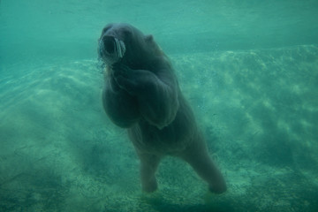 Cute Polar Bear Bubbles Diving Underwater