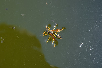 Wasps Polistes drink water. Wasps drink water from the pan, swim