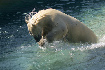 Naklejka premium Cute Polar Bear Diving into the Water